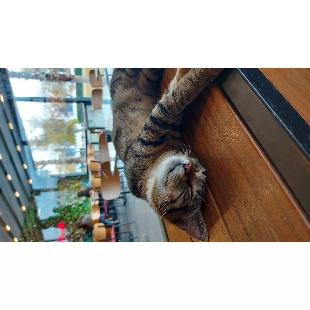 Özge ve Arya Kumbara