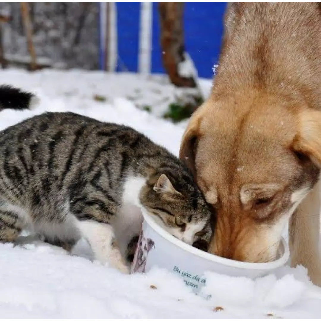 Esenler Hayvansevenler