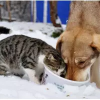 Esenler Hayvansevenler