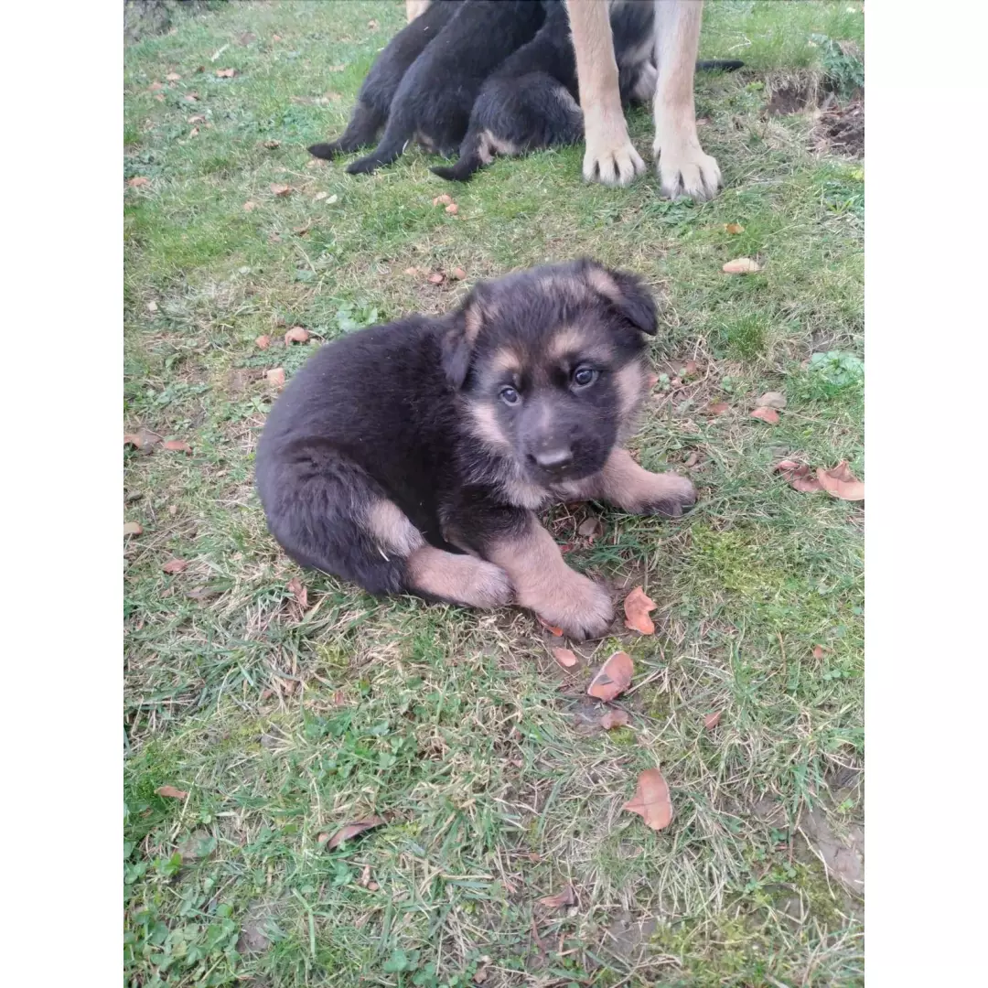 Alman kurdu severler