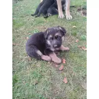 Alman kurdu severler