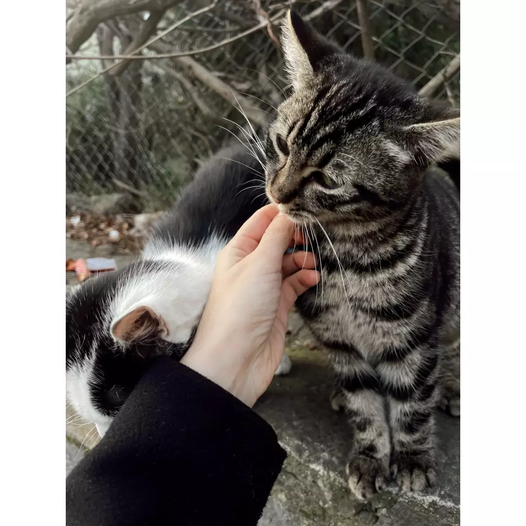 Biraz patili dostlar