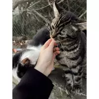 Biraz patili dostlar