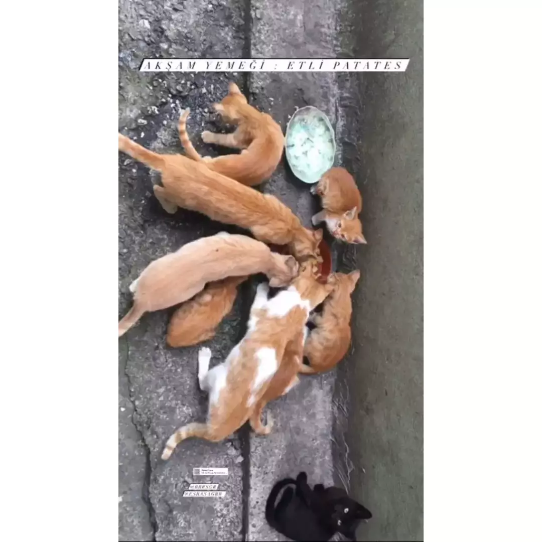 Patili Canlarım Zonguldak