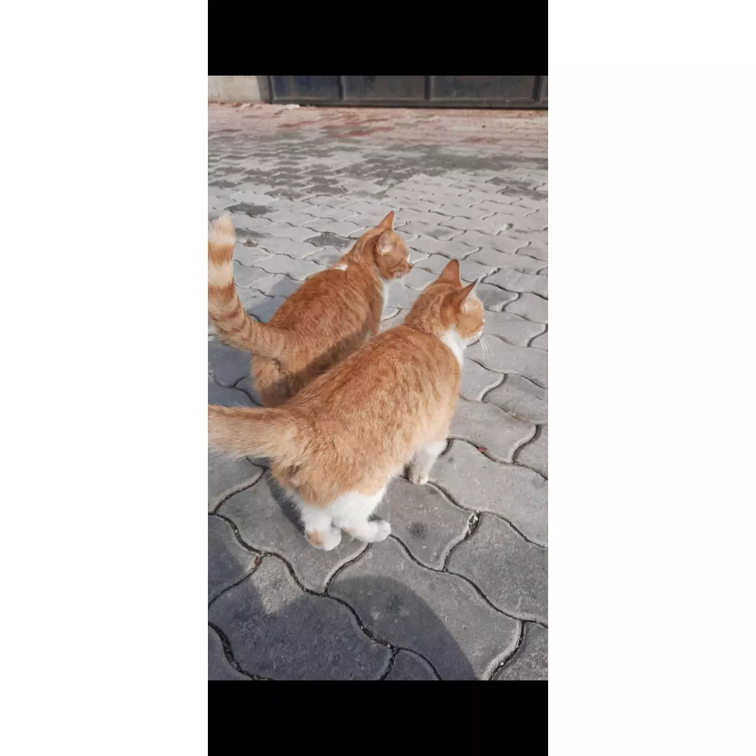 Osmanın kardeşleri