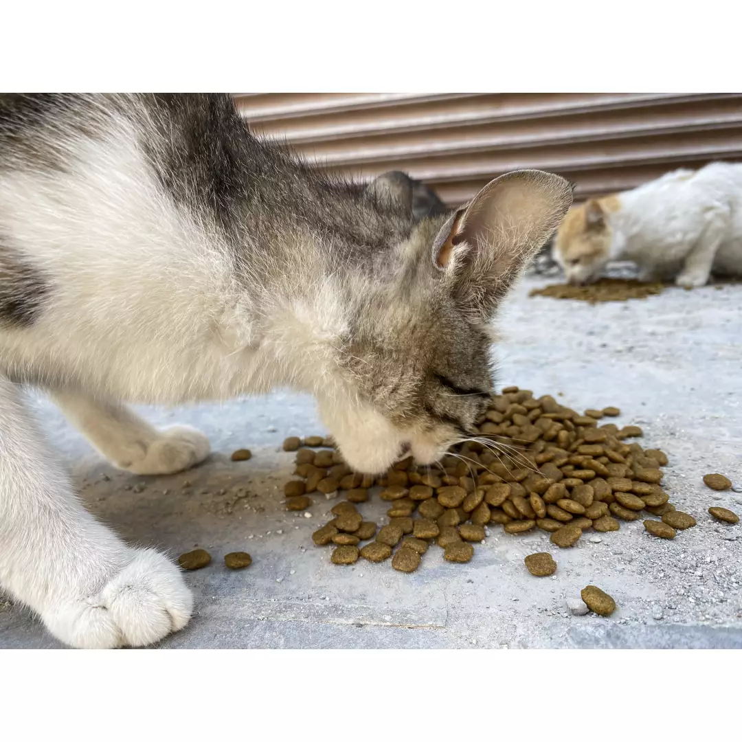 Afet bölgesindeki patiler