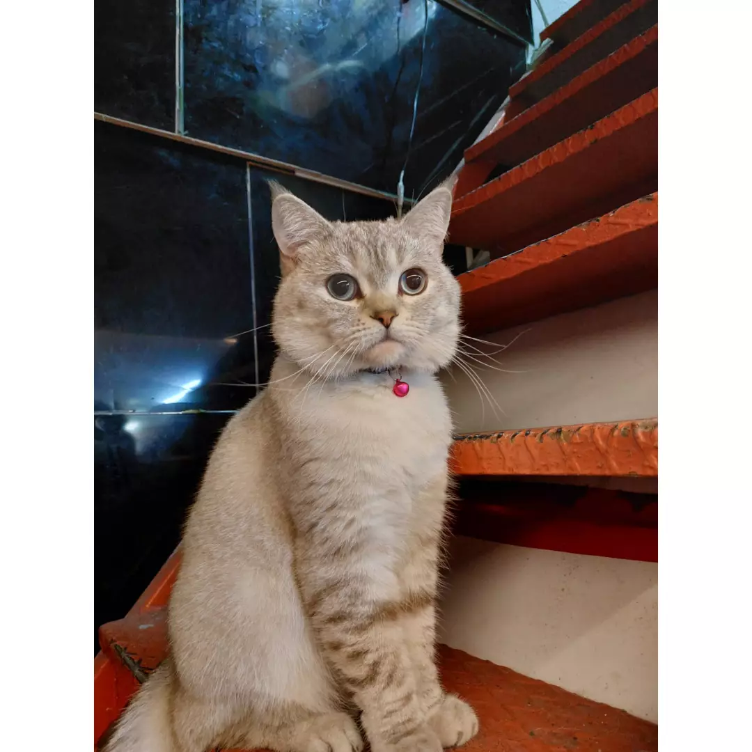 Sokak_hayvanları344