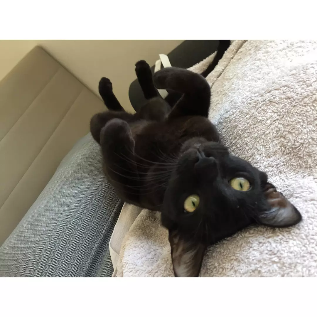 sefil ve catdeşleri