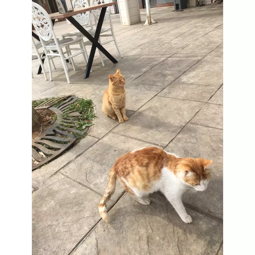 Müge’nin pisileri