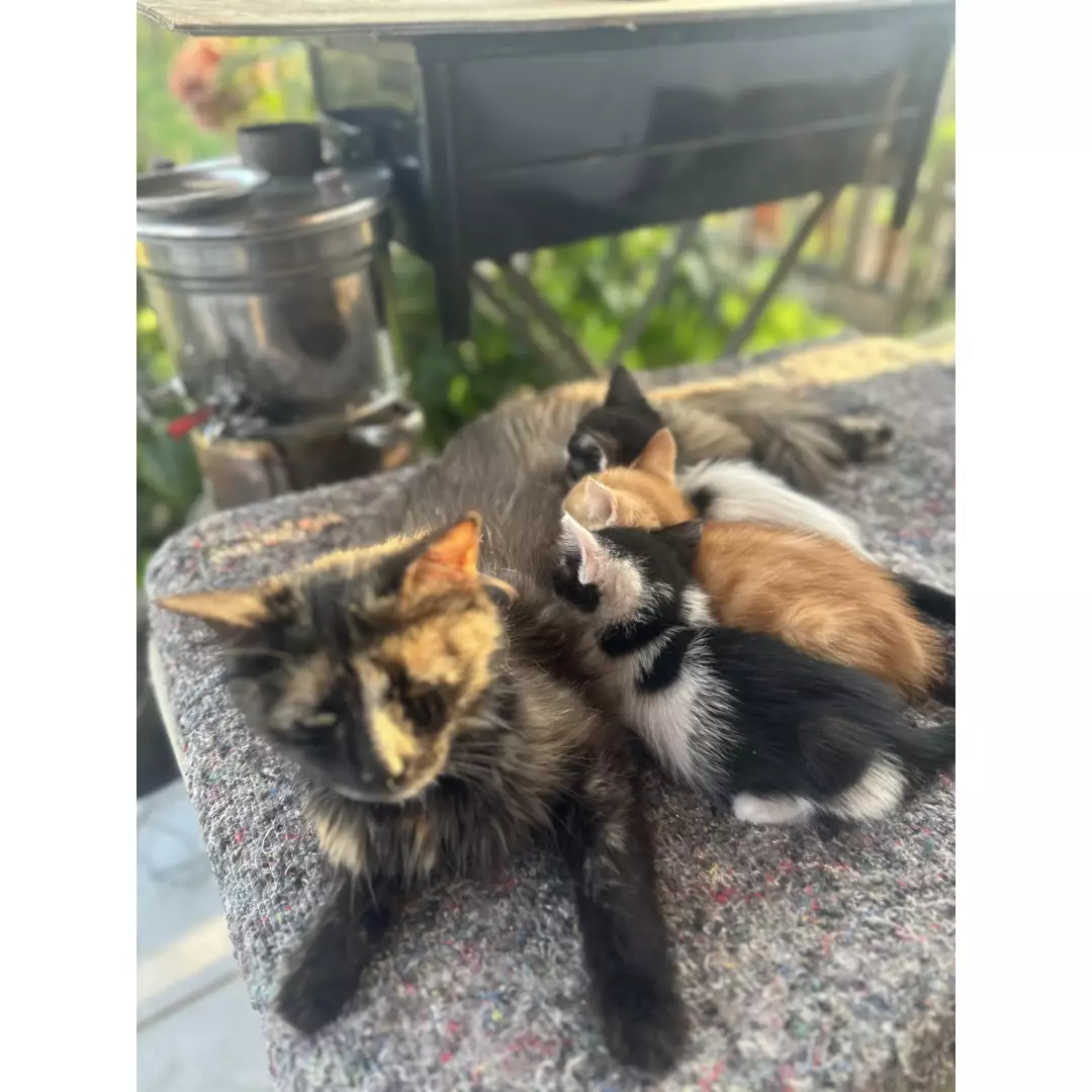 Aysel’in Melekleri