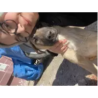 Öğrencinin Canları