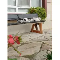 Sinop Sokak Canları