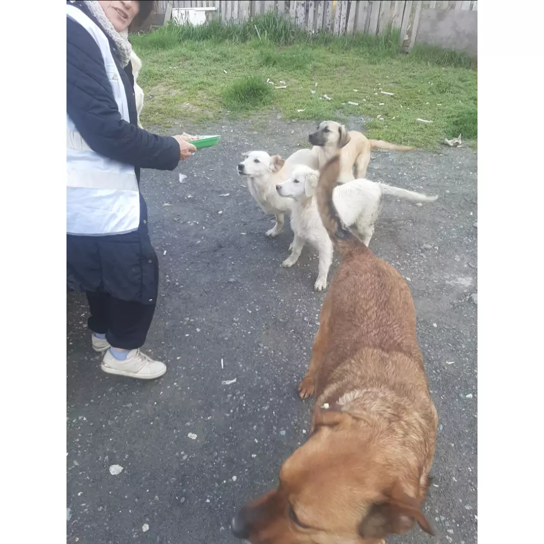 Sessiz kulların sesi