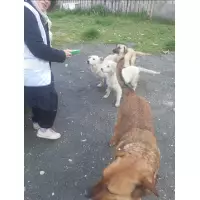 Sessiz kulların sesi