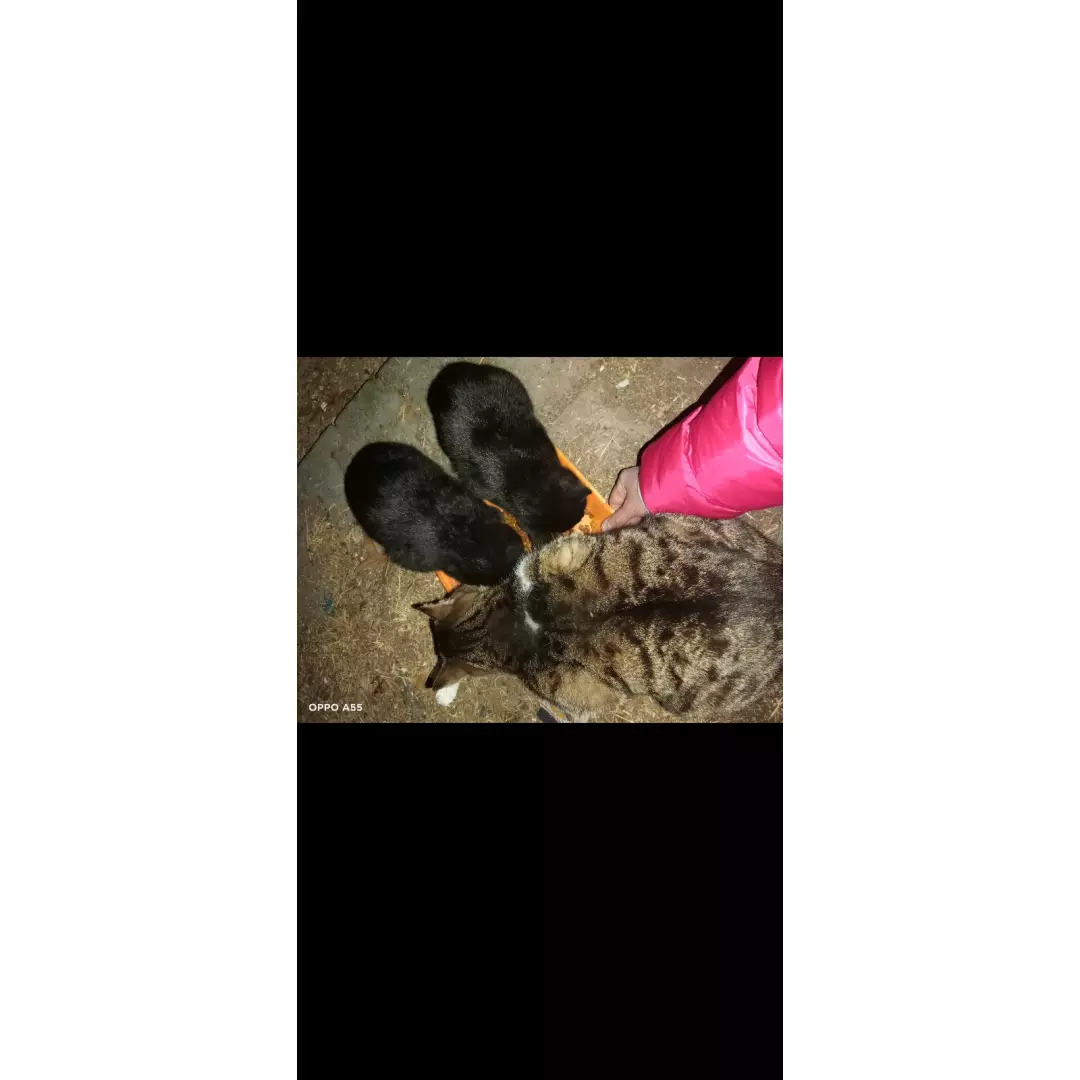 patinin yol arkadaşı