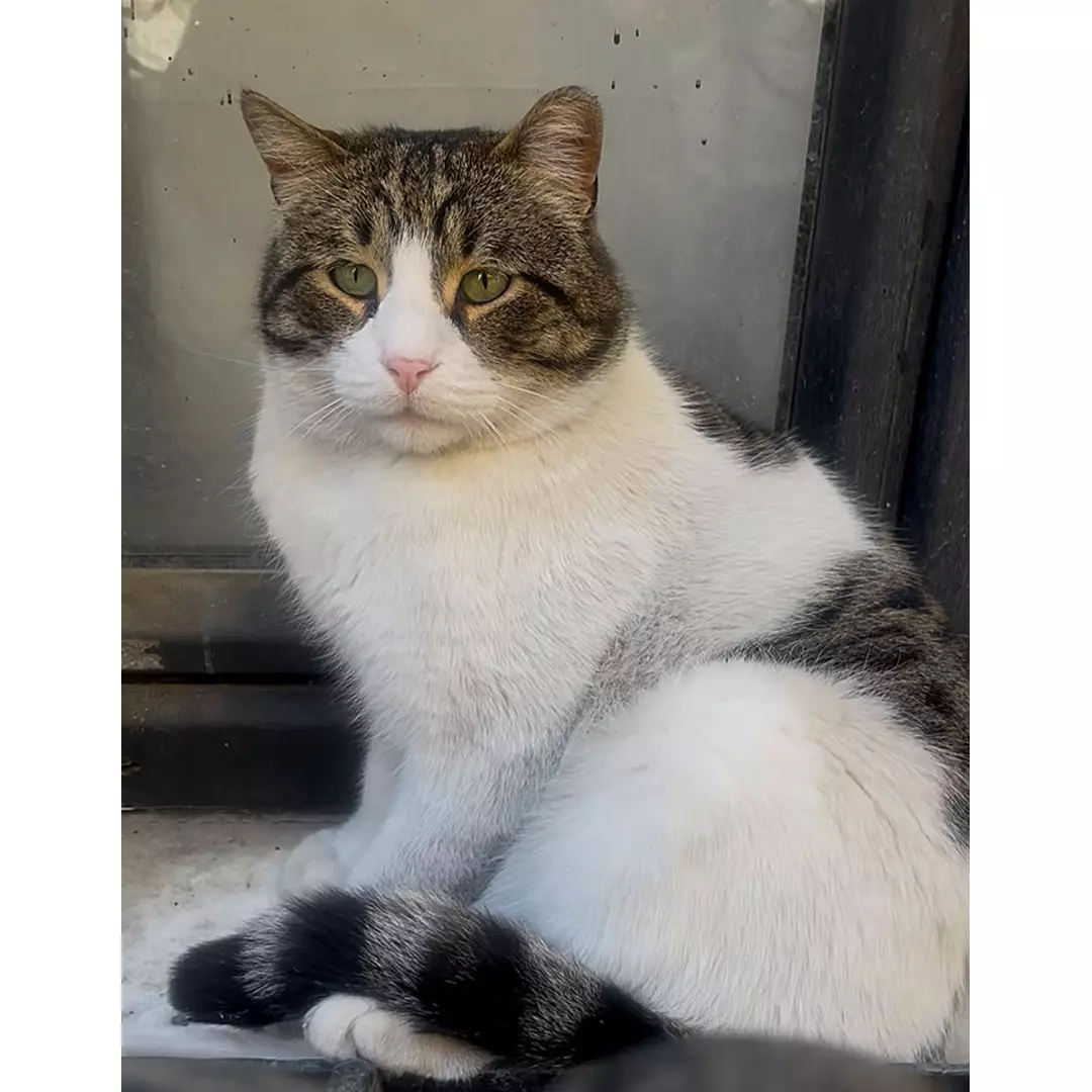 Sokak kedileri şişli