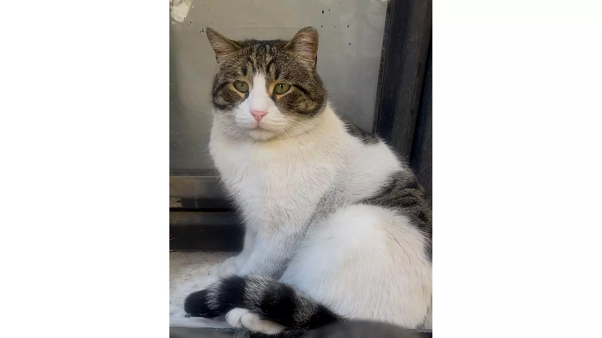 Sokak kedileri şişli