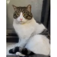 Sokak kedileri şişli