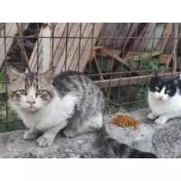 İstanbul'un patileri