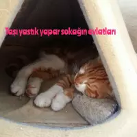 Serabın Kedi Kabilesi