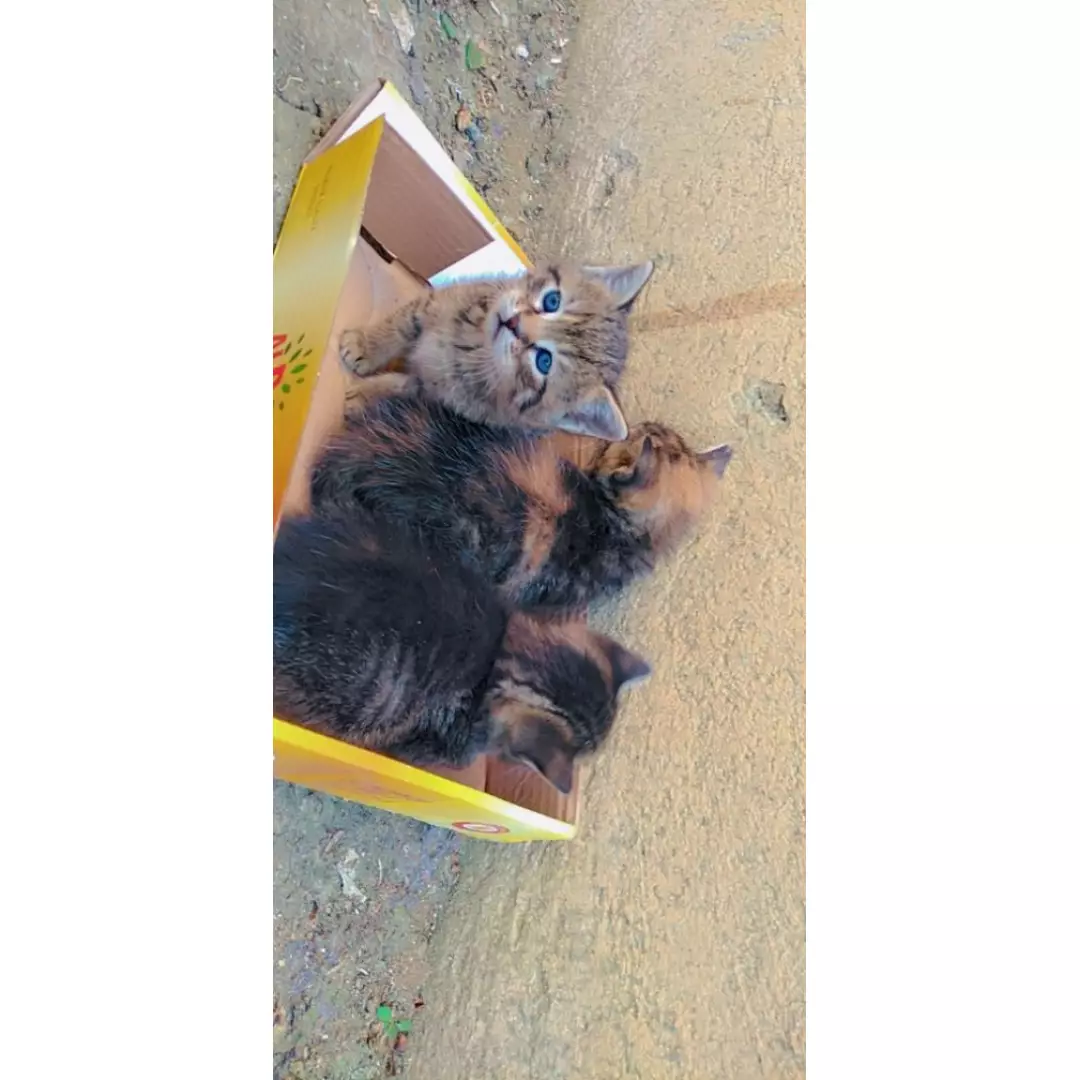 Simba'nın yavruları