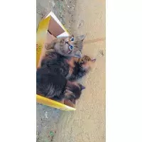 Simba'nın yavruları