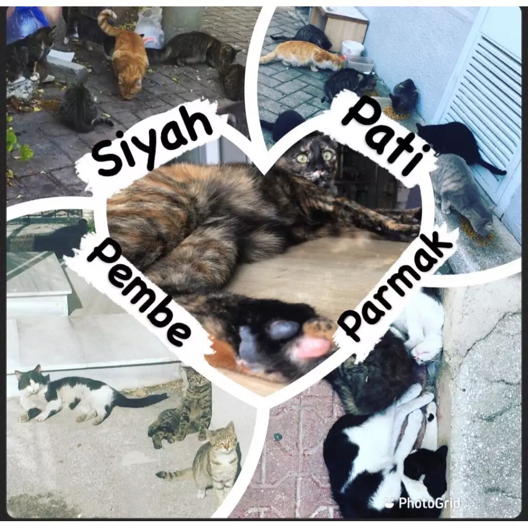 Siyah Pati Pembe Parmak