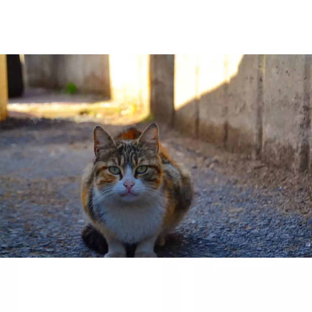 Sokağın Minik Kedişleri