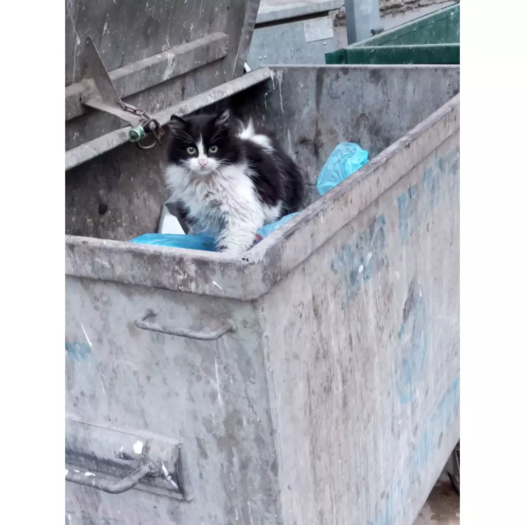 Sokak Dostları Tokat