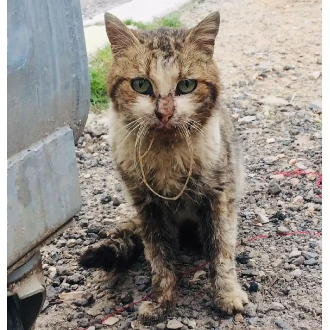 Sokak Canları Besleme