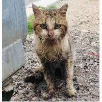 Sokak Canları Besleme