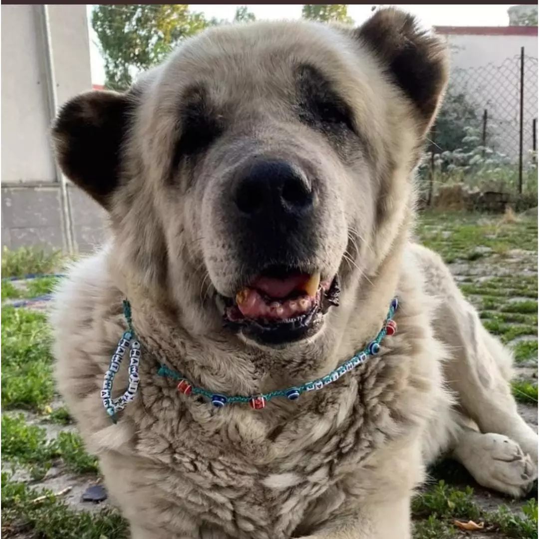 Susuz'un Kimsesiz Patileri