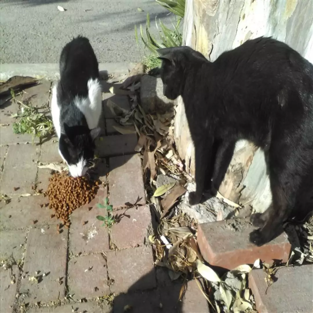 Tarsus Sokak Hayvanları
