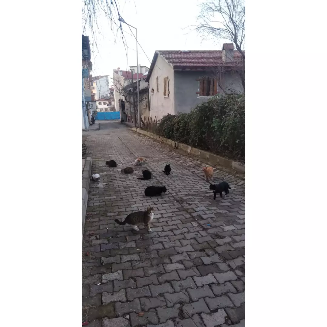 Taşköprü Sokak Hayvanları