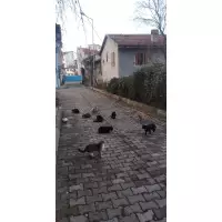 Taşköprü Sokak Hayvanları