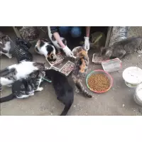 Ulviye'nin Melekleri