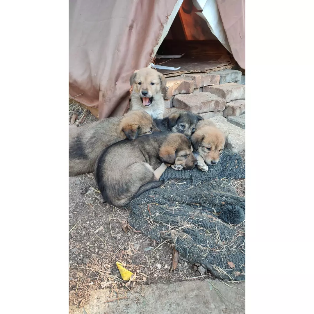 Validebağ'ın Patili Canları