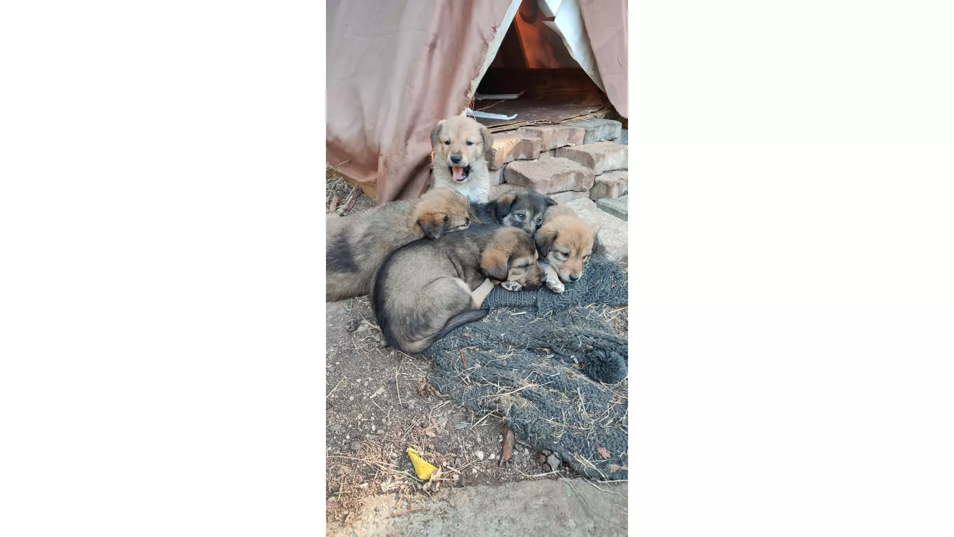 Validebağ'ın Patili Canları