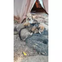 Validebağ'ın Patili Canları