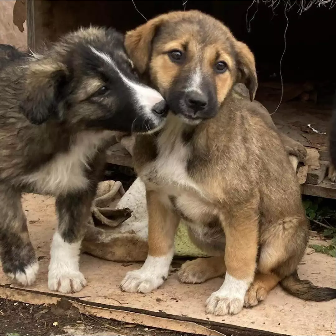 Yıldız Gönüllüleri