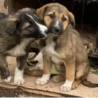 Yıldız Gönüllüleri