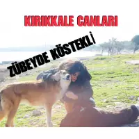 Zübeyde Köstekli